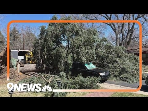 Where to drop off fallen tree limbs in Lakewood, Wheat Ridge