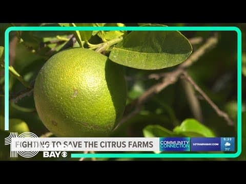 Community Connection: New therapies giving hope for citrus industry amid production decline