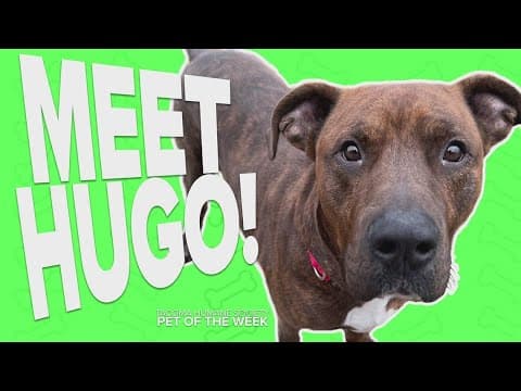 Pet Rescue of the Week: Hugo