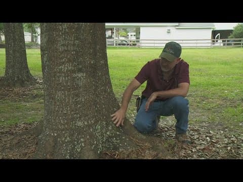 Check your trees before hurricane season, experts say