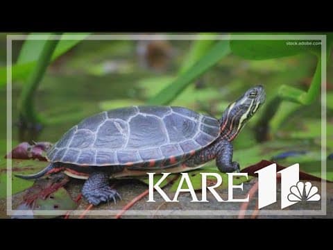 Bloomington is seeking federal funding to build turtle fence to keep them off the road