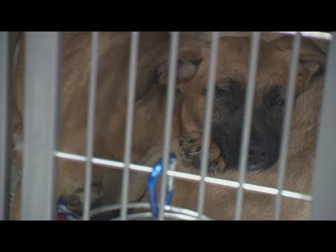 Pets from shelters impacted by California wildfires up for adoption in North Texas
