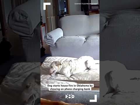 Dog starts house fire in Oklahoma by chewing on phone charging bank