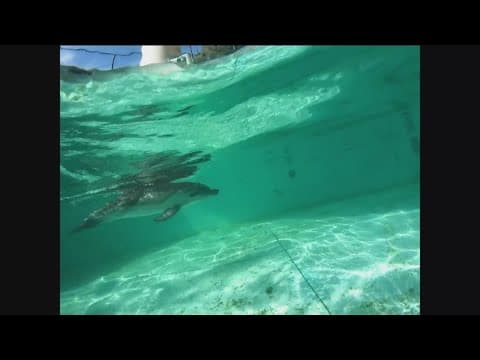 Young, injured dolphin from Cardiff makes full recovery at SeaWorld