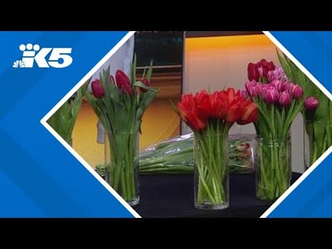 Tulip care and more: Get ready for the 2025 Skagit Valley Tulip Festival