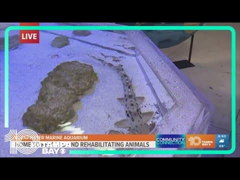 Community Connection: Clearwater | Clearwater Marine Aquarium