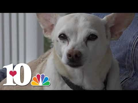 YWAC Pets for Life program