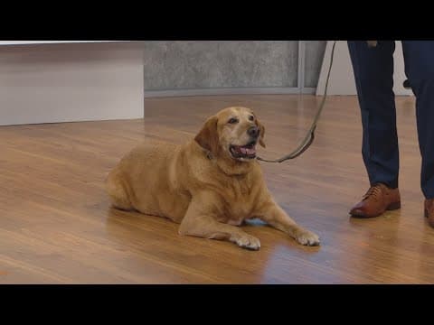 Decoding dog DNA tests | CBS 8 puts the canine DNA test to the test