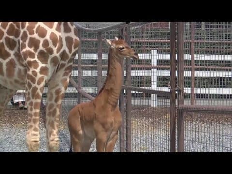 Rare, spotless baby giraffe makes debut at Tennessee zoo