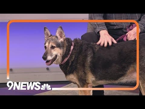 Cute Camila loves to cuddle and is looking for a forever home