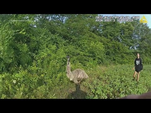 Wild chase with emu caught on bodycam