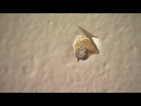 Stray gunfire hits Mesquite home after shootout between groups, police say