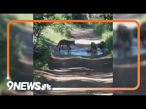 CPW will relocate wolves from Copper Creek pack