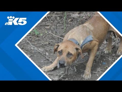 Agents hope new Washington law will help break up animal fighting rings