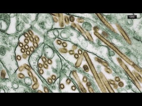 Bird flu updates: Latest risk and concerns