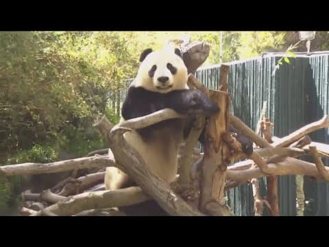 Will China's pandas go to San Francisco or San Diego?
