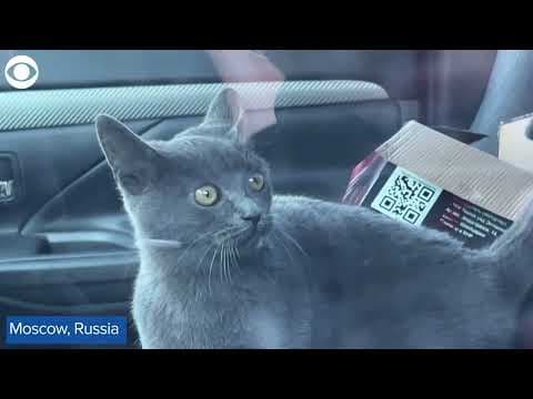 Police rescue cat stuck in car in Russia