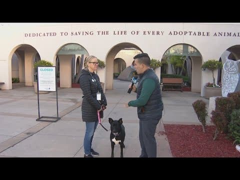 San Diego Humane Society celebrating Giving Tuesday