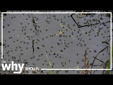 Why won't the winter weather kill off the mosquitoes?