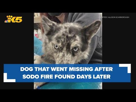 Seattle woman says her dog that went missing after SODO dog daycare fire was found days later