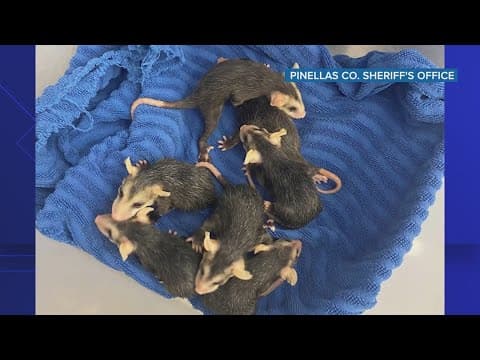 Pinellas County deputy awarded by PETA for rescuing baby opossums from mother's pouch