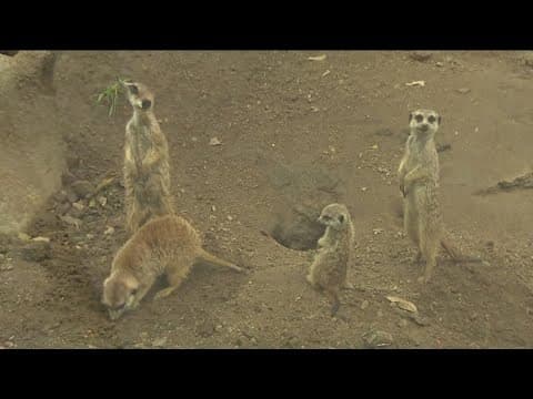 Zoo Day | Meet the meerkat