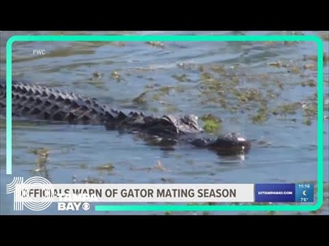 What to be aware of during gator mating season