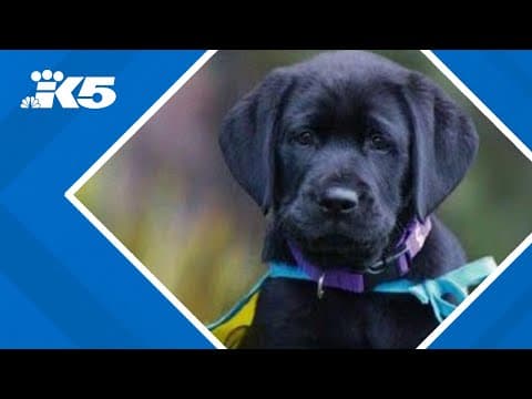 Puppy Love: Canine Companions pups 'Wynn' and 'Winston' need training sponsors