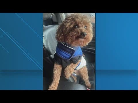 Police search for stolen dog in DC
