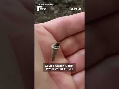 What is this mystery creature found in Texas?  #Shorts