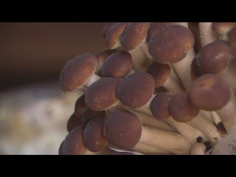 Farmers donating fresh produce to Feeding San Diego, including organic Escondido mushroom farm