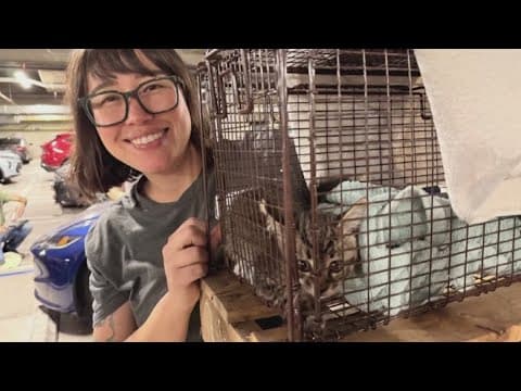 Kitten gets stuck in 2 different car engines within 2 days