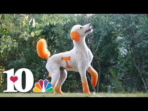 Meet: 'Duck' the viral power T poodle