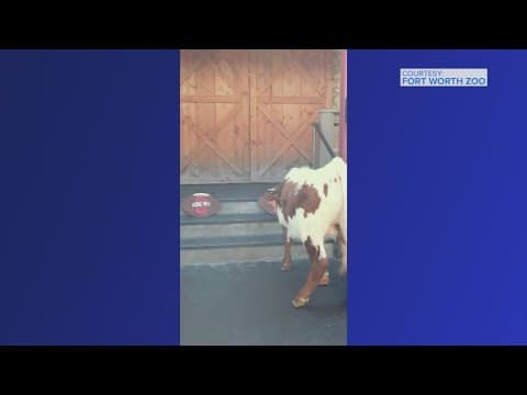 Longhorns face Ohio State in Cotton Bowl | Longhorn bull 'picks' winner