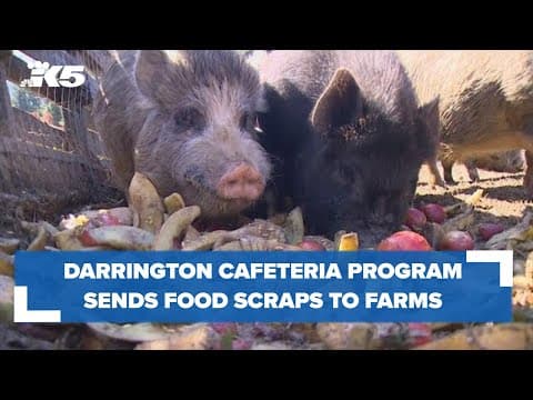 Darrington cafeteria program sends food scraps to nearby family farms