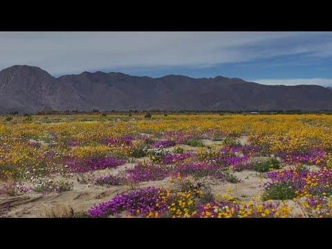 Above San Diego | Anza-Borrego Desert wildflowers