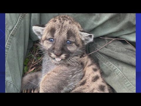 Florida welcomes 3 new, adorable panther kittens