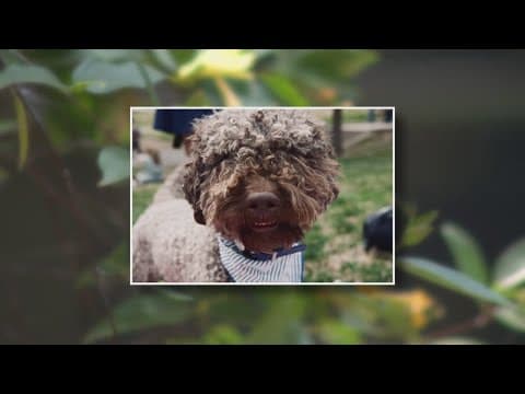 Puppy dies from eating highly toxic plant