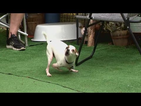 Chihuahua saves his owner from a massive heart attack