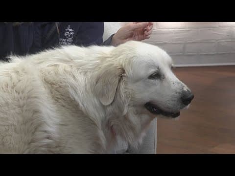 Pet of the Week: Jack Frost