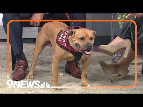 This 2-year-old pit bull mix absolutely loves people