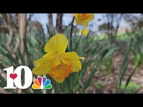 Spring-like weather across Tennessee