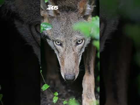 Critically endangered red wolf pups born at Point Defiance Zoo facility