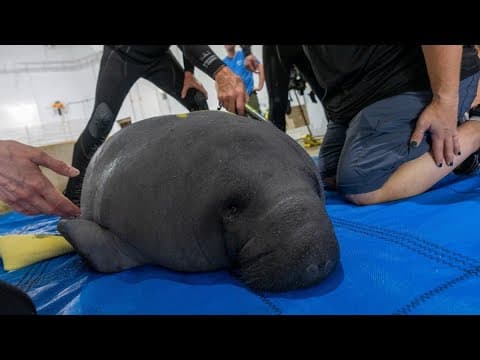 3 manatees arrive at Columbus Zoo for rehabilitation