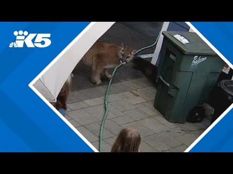 Monroe family has close encounter with cougar in backyard