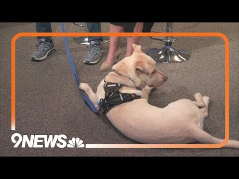 Petline9 | Kai needs a forever home