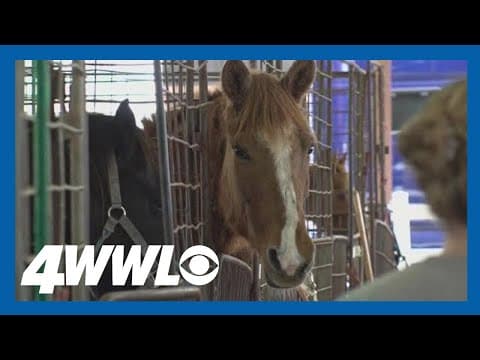 Humane society adopting parade horses after Carnival season ends