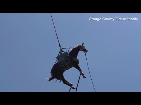 Horse airlifted to safety after slipping on California trail