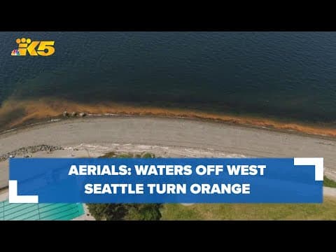 Waters off West Seattle turn orange with Noctiluca bloom | Drone footage