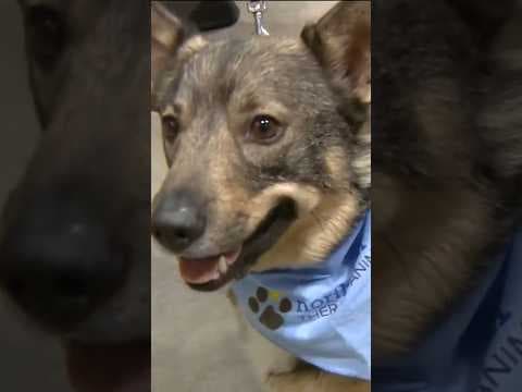 What is a wolf corgi? And just how cute is it?